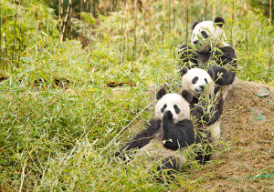 Parque Nacional de Wolong, Sichuan, China 2