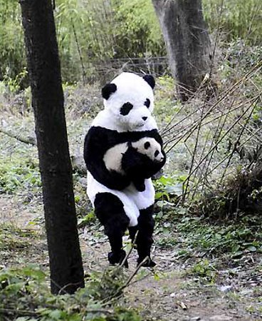 Parque Nacional de Wolong, Sichuan, China 1