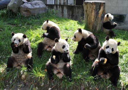 Parque Nacional de Wolong, Sichuan, China 0