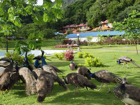 Jardin Xishuangbanna, Yunnan, China 1