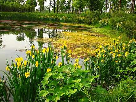 Parque Xixi Wetland, Hangzhou, Zhejiang, China 1