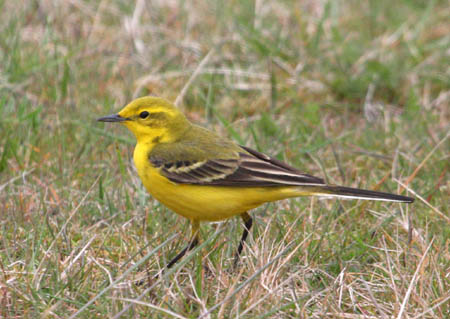 Spurn Head - Reino Unido 0