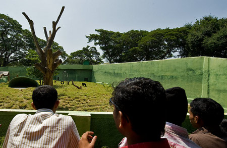 Zoo de Mysore, Karnataka, India 🗺️ Foro Asia 0