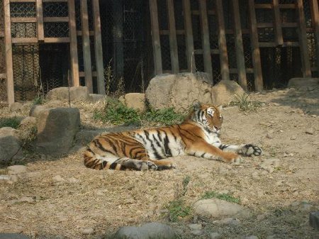 Zoo Shanghai - Shanghai, China 1