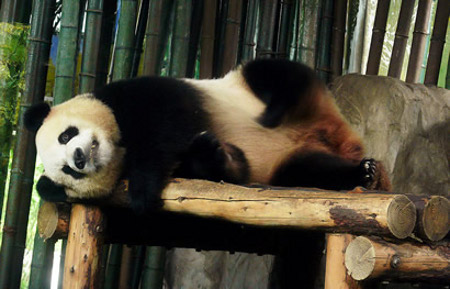 Zoo Shanghai - Shanghai, China 0