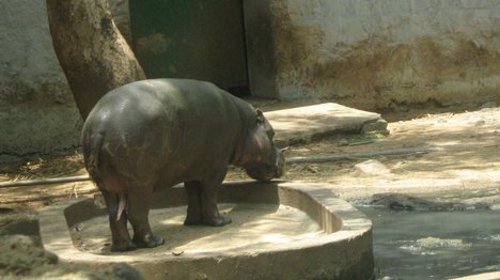 Zoologico de Arignar Anna, Tamil Nadu, India 1