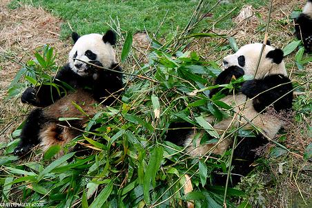 Zoologico de Cheng Du, Sichuan, China 1