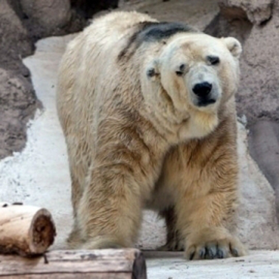 Zoologico de Mendoza, Mendoza, Argentina 0